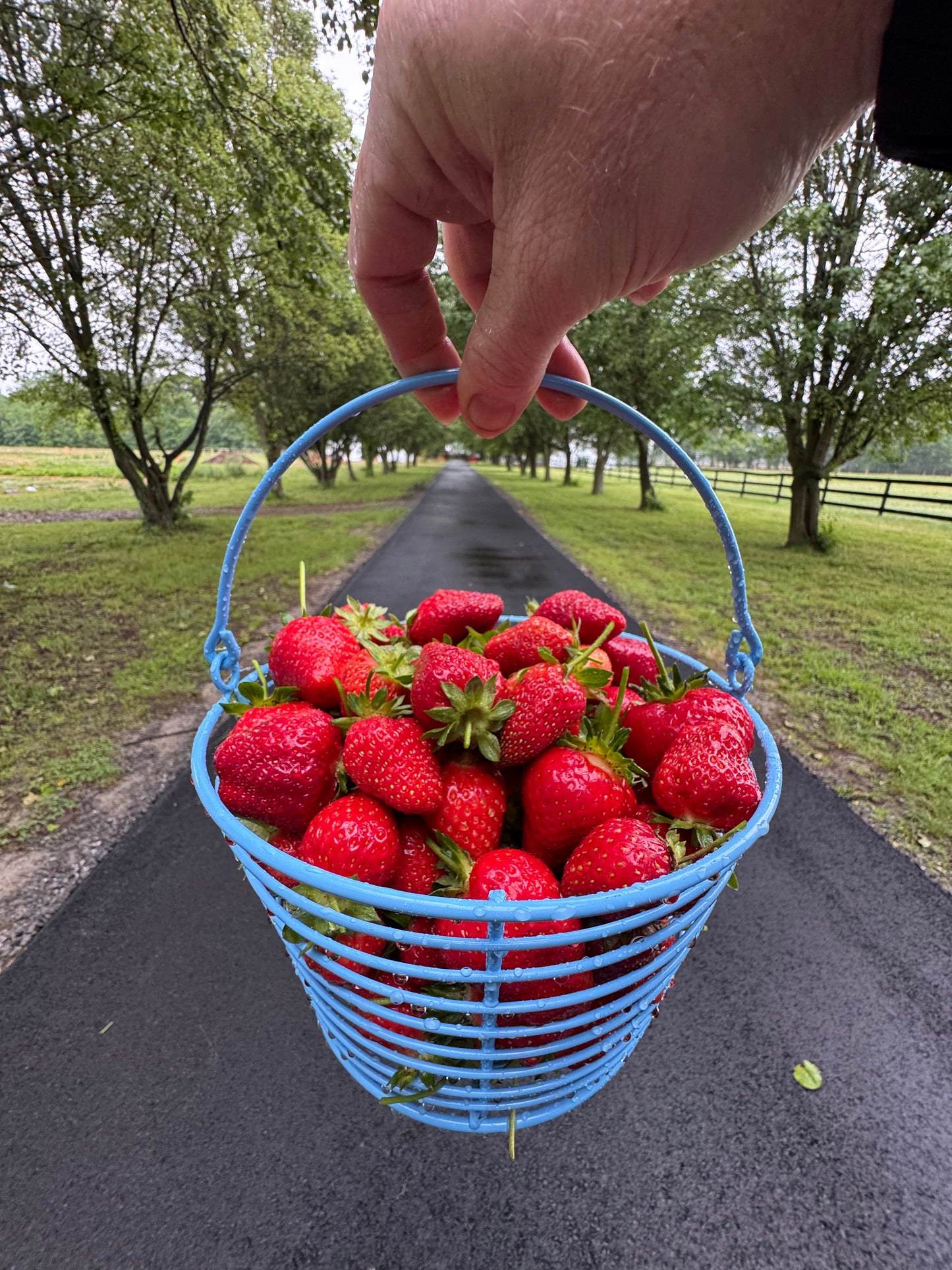 Strawberry Pot-Single