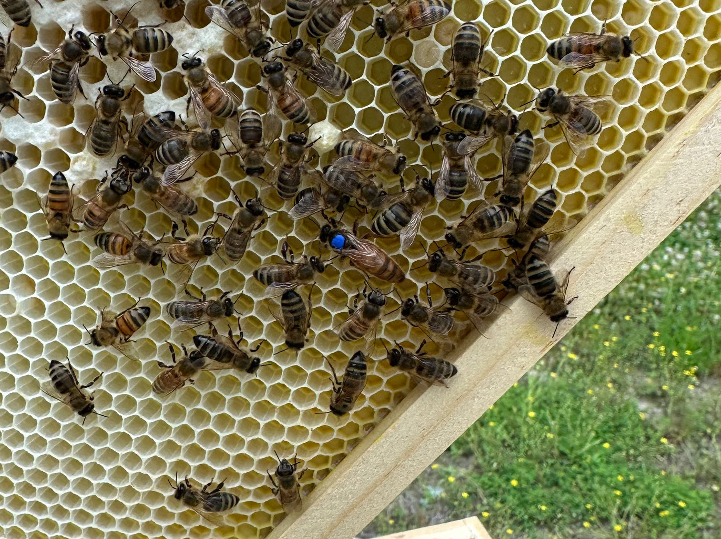 Mated Italian Queen Bee