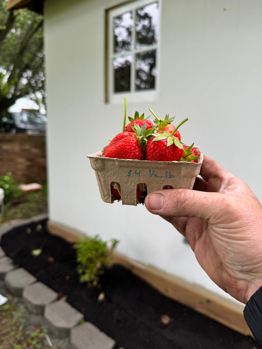 1/2 lb Fresh Strawberries