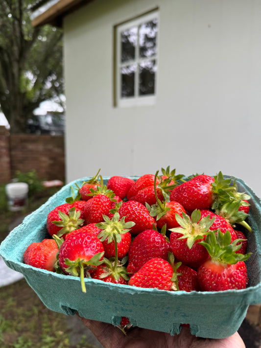2 lbs Fresh Strawberries