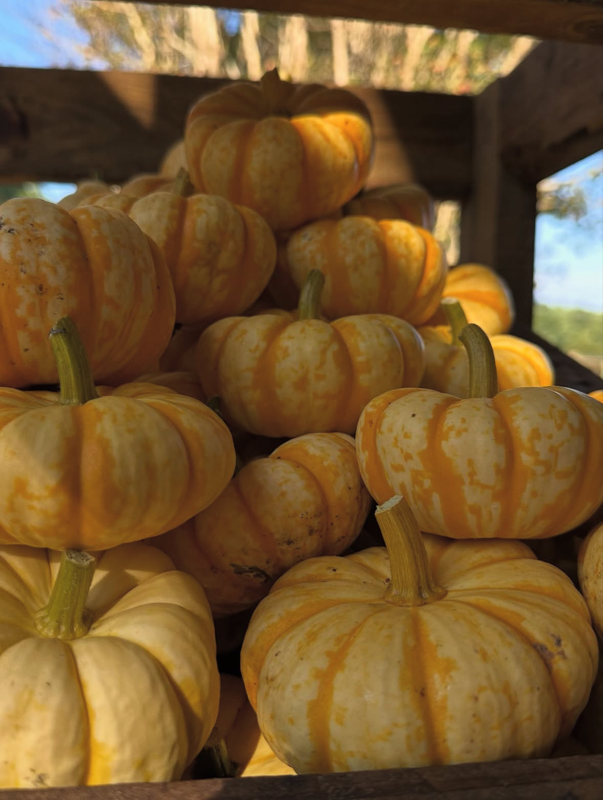 Mini Decorative Pumpkins