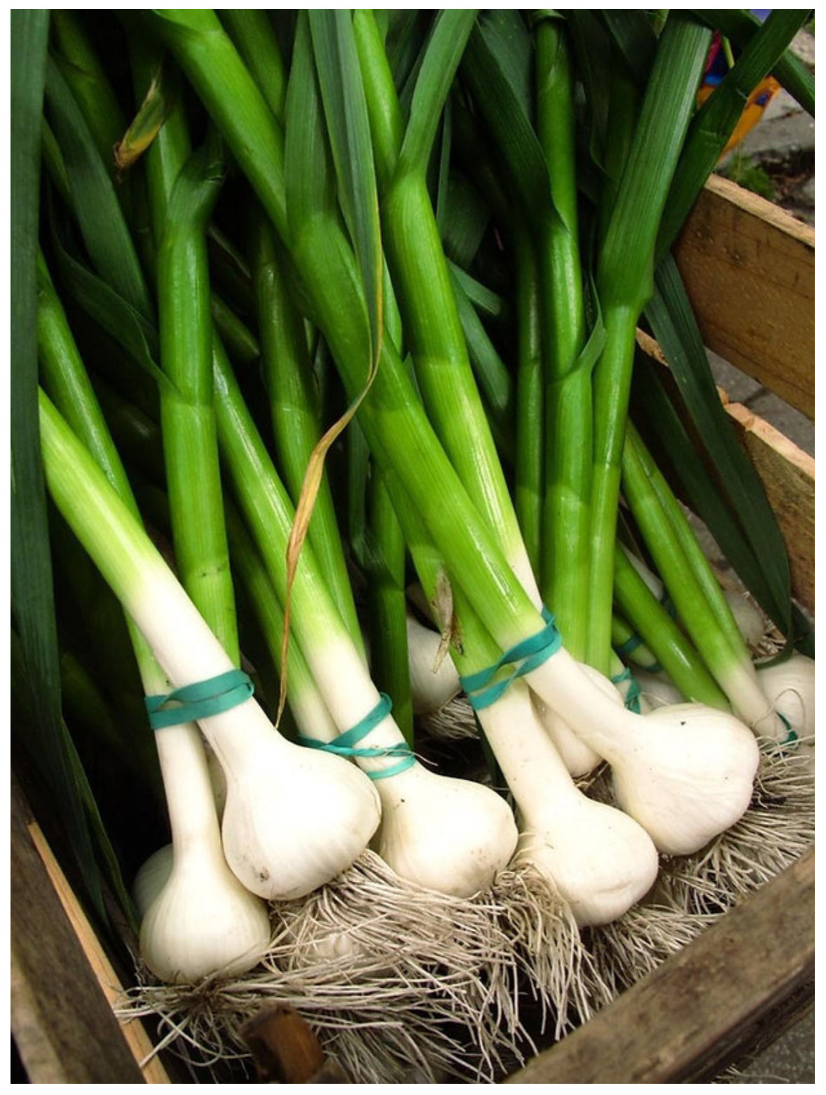 Fresh Garlic (3 per bundle)