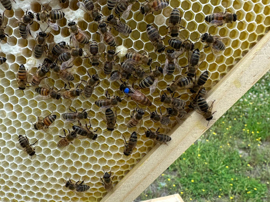 Mated Italian Queen Bee